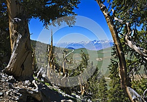 Ancient Bristlecone Pine Forest