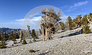 Ancient Bristlecone Pine Forest