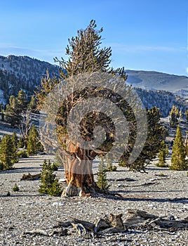 Ancient Bristlecone Pine Forest