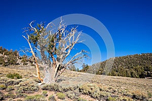 Ancient Bristlecone Pine Forest in California