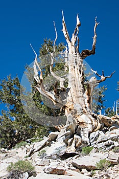 Ancient Bristlecone Pine Forest - Inyo County