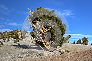 Ancient Bristlecone Pine Forest
