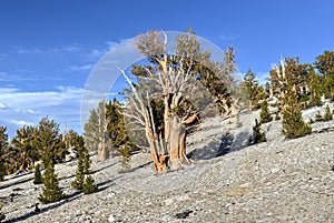 Ancient Bristlecone Pine Forest