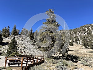 Ancient Bristlecone Pine Forest on a sunny day