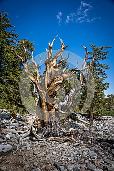 Ancient Bristlecone Pine at Great Basin National Park in Nevada