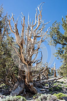 Ancient Bristlecone Pine Tree in California