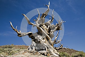 Ancient Bristlecone Pine Tree, California