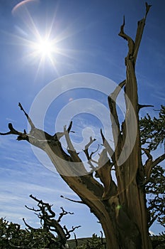 Ancient Bristlecone Pine Tree, California
