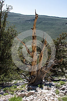 Ancient Bristlecone Pine Tree - portrait view