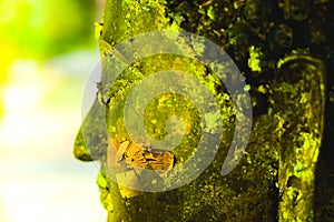 Ancient Buddha face with gold leaf