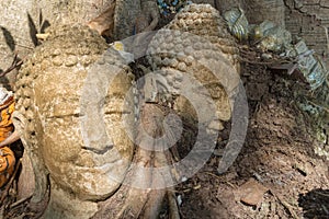 The ancient buddha head at the root of the tree