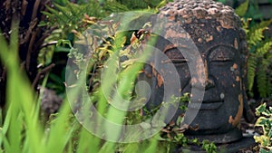 Ancient Buddha Head Statue in foliage of Asian Rain Forest