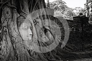 Ancient Buddha head in tree roots,A black and white
