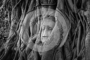 Ancient Buddha head in tree roots,A black and white