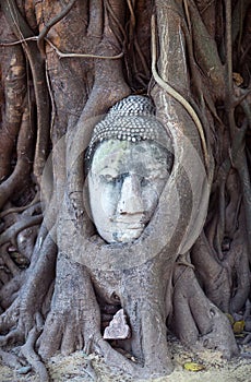 Ancient Buddhas Head in Tree Roots in Ayutthaya, Thailand