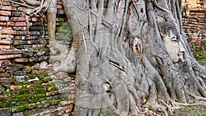 Ancient Buddha Statue Head in Tree Roots at Wat Mahathat Temple