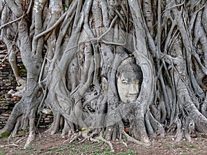 Ancient Buddha Statue Head in Tree Roots at Wat Mahathat Temple