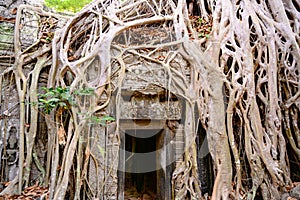 Ta Prohm Temple, Angkor Wat, Siem Reap, Cambodia. Treat of demage from growing trees.Big roots over walls and roof of a temple.