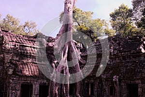 Ancient building braided by the roots of a huge tree. Dilapidated building of the Khmer Empire. The ruins of ancient civilizations