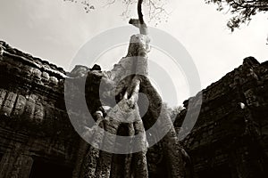 Ancient building braided by the roots of a huge tree. Dilapidated building of the Khmer Empire. The ruins of ancient civilizations