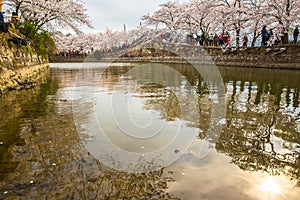 Ancient buildings and cherry blossoms in full bloom in Taihu Lake Park, Wuxi, Jiangsu, China