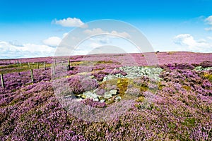 Ancient burial cairn in purple heather. Ilkley moor