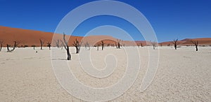 Ancient burned trees in deadvlei clay pan in the Namib desert, Namibia, Africa, in a sunny, blue sky day photo