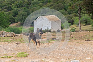 Ancient Canine Wanderer: Old German Shepherd Dog in Nature