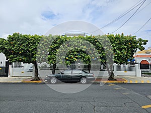 The ancient car under the beautiful tropical tree in San Juan Puerto Rico