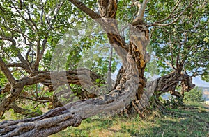 Ancient Carob Tree in Komiza, Croatia