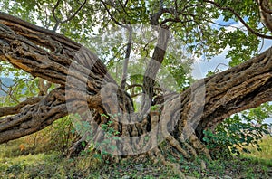 Ancient Carob Tree in Komiza, Croatia