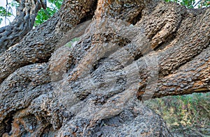 Ancient Carob Tree in Komiza, Croatia