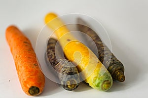 Ancient carrot purple and yellow on a white background