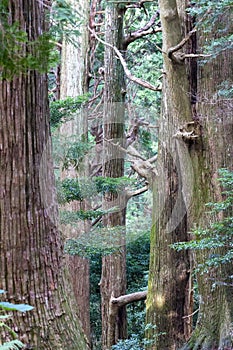 Ancient Cedar trees at Daimon Zaka