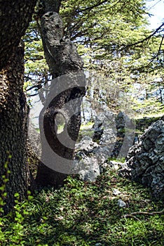 Ancient cedars in the Shouf Biosphere Reserve mountains, Lebanon