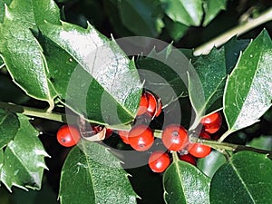 Closeup, American Holly With Berries and Leaves, Christmas Holiday Theme photo