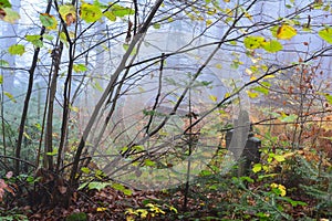 Ancient cemetery in the middle of the misty forest