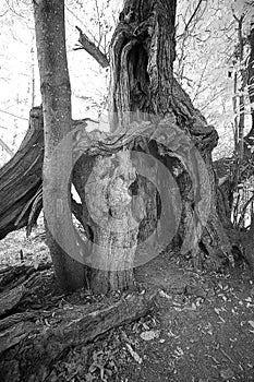 Ancient chestnut tree in black and white