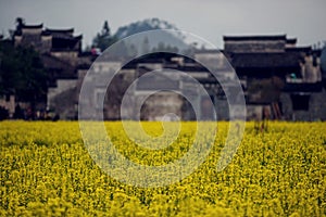 Ancient chinese old village house with flower in mountain, anhui, huizhou, China.