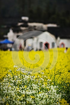 Ancient chinese old village house with yellow and white flowers in mountain, anhui, huizhou, China.