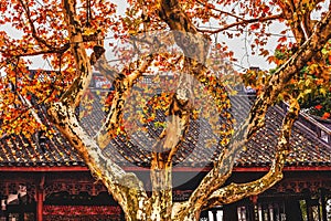 Ancient Chinese Roof Autumn Tree West Lake Hangzhou Zhejiang China