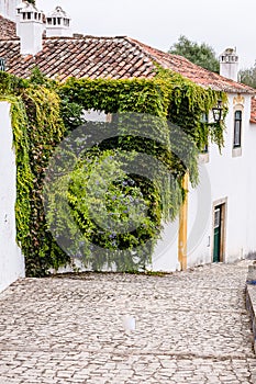 an ancient city with plants and flowers