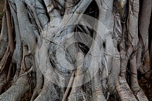 Ancient close-up texture of Jungle tree trunk with climbing vines, tropical rainforest liana plant