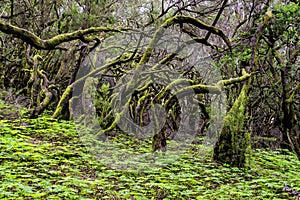 Ancient clouds' laurel forest