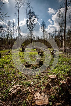 Ancient coppiced woodland