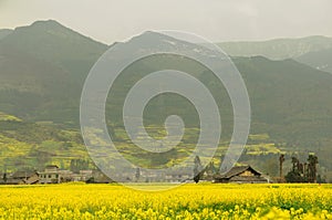 Ancient cottage in flowers