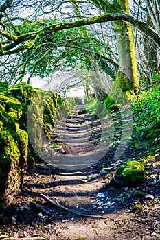 Ancient country path with moss covered dry stone walls Cumbria UK