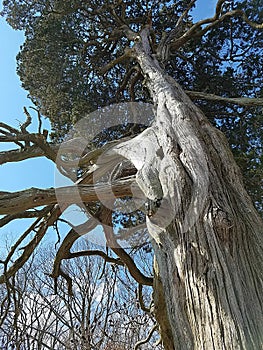 Ancient Cypress Tree Gnarled Trunk and Branches