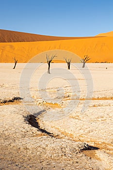 Ancient dead petrified trees in Deadvlei, Namibia, in front of red and orange sand dunes and deep shade