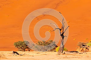 Ancient dead tree in Deadvlei, Namibia in front of red sand dune